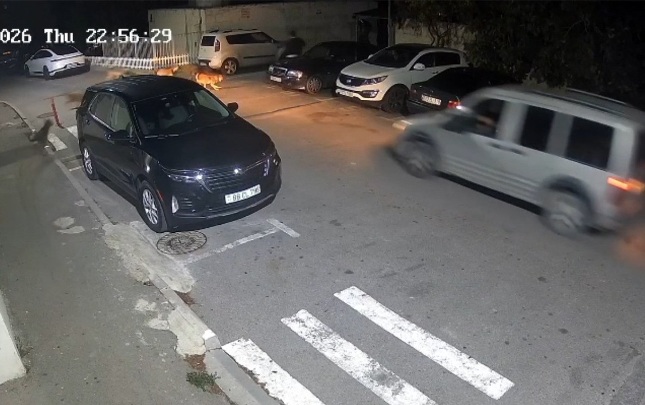 “Evimizə gedə bilmirik, sahibsiz itlər qəfildən hücum edir” - Video