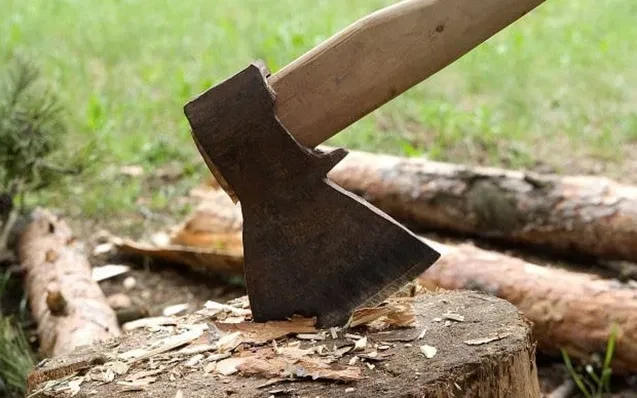 4 rayonda qanunsuz ağac kəsimi aşkarlandı - Təbiətə 40 min manatlıq ziyan